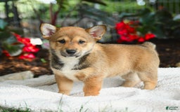 Shiba Inu dogs for sale: Hazelnut - Image 4
