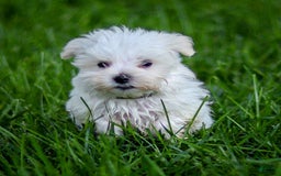 Maltese dogs for sale: Ash - Image 13