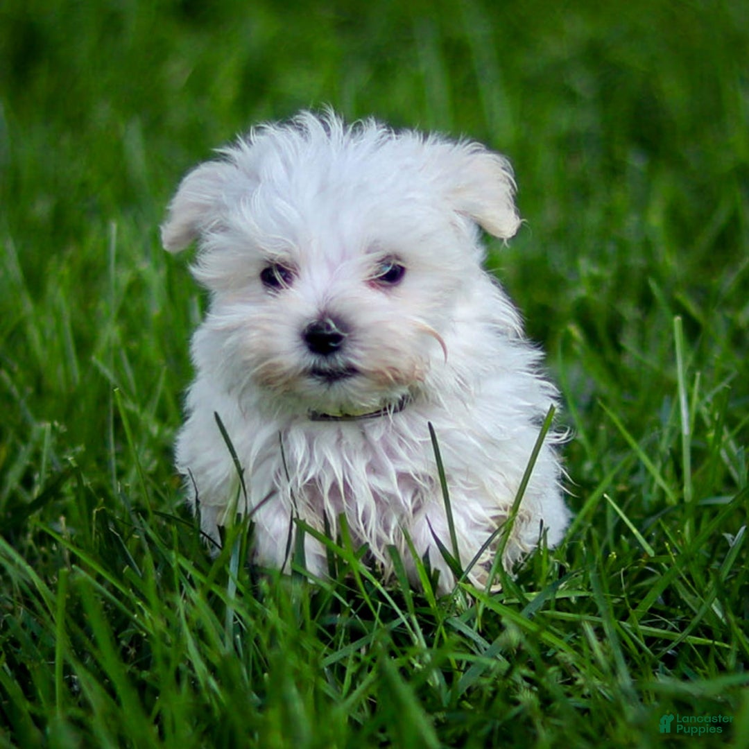 Maltese dogs for sale: Ash - Image 13