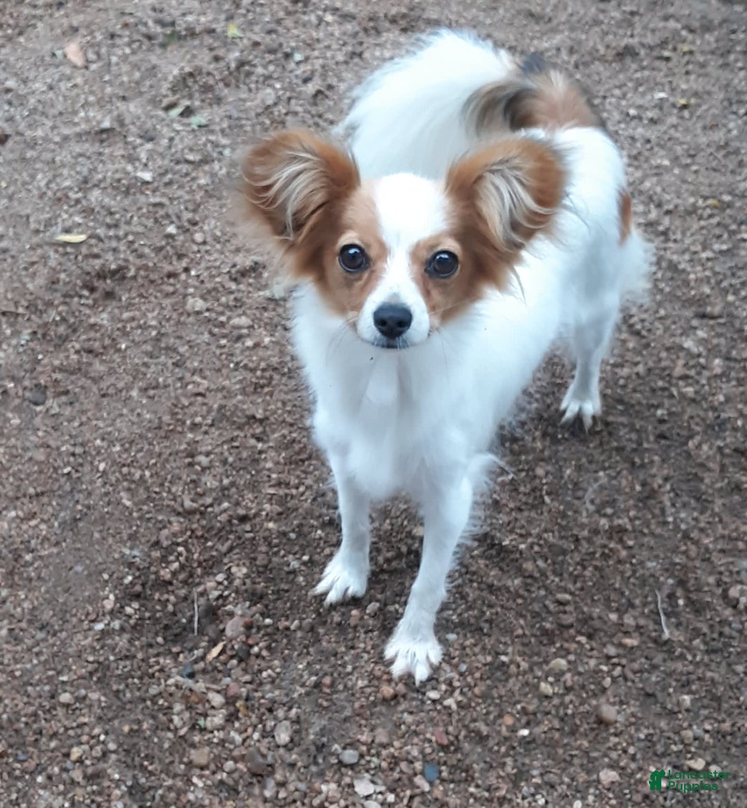 Papillon dogs for sale: Grace - Image 5