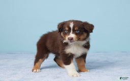 Australian Shepherd dogs for sale: Ellie - Image 3