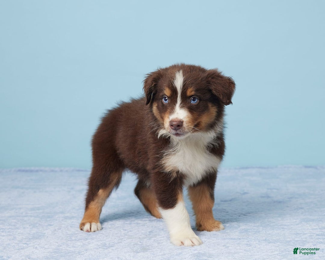 Australian Shepherd dogs for sale: Ellie - Image 3
