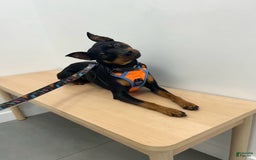 Miniature Pinscher dogs for sale: Benji - Image 8