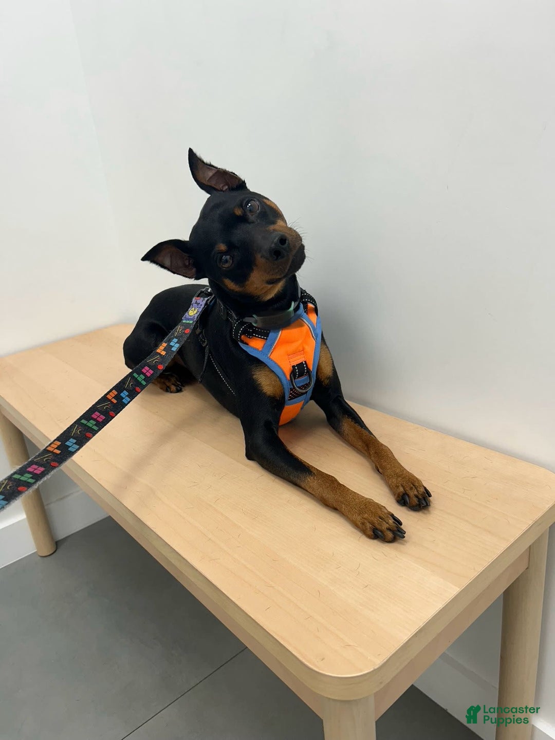 Miniature Pinscher dogs for sale: Benji - Image 8