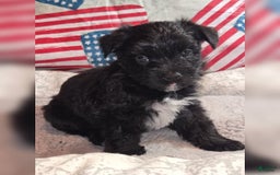 Morkie dogs for sale: Ryker - Image 6