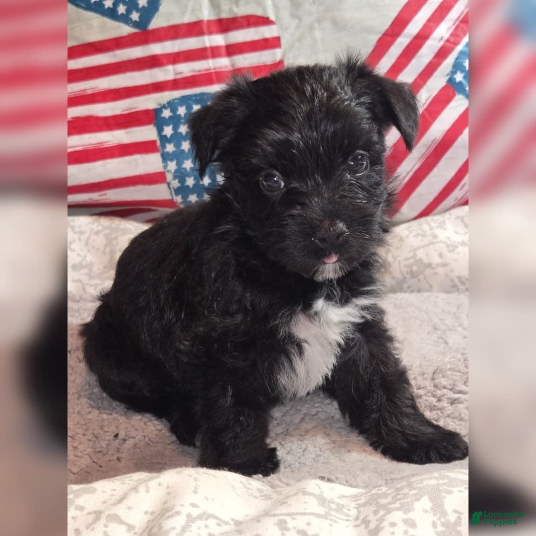 Morkie dogs for sale: Ryker - Image 6