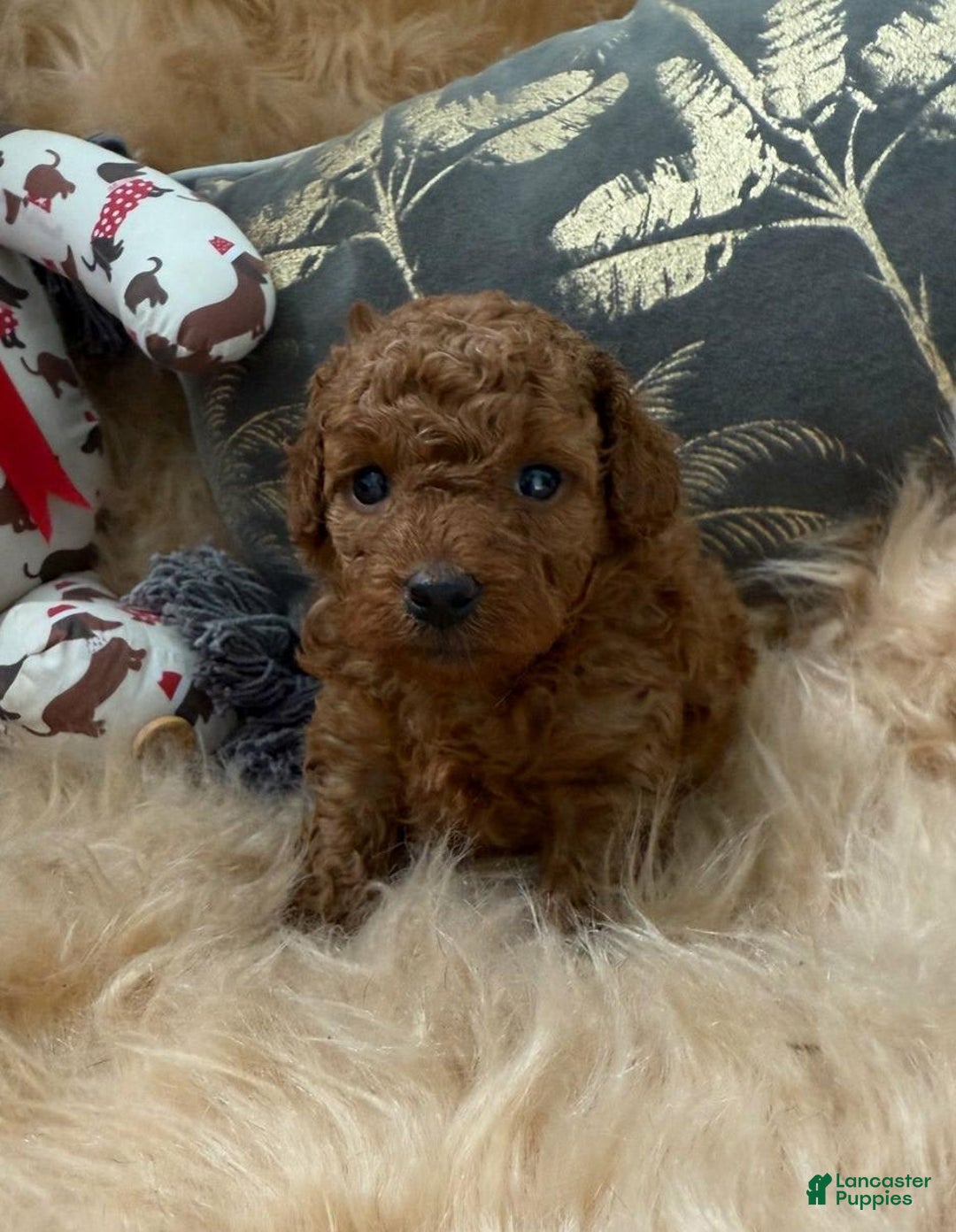 Toy Poodle dogs for sale: Elsy - Image 3