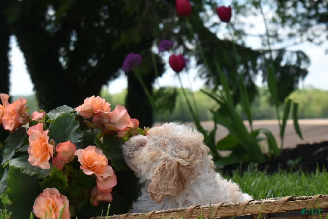 Toy Poodle dogs for sale: Elise - Image 5