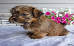 Shorkie dogs for sale: Echo - Image 2