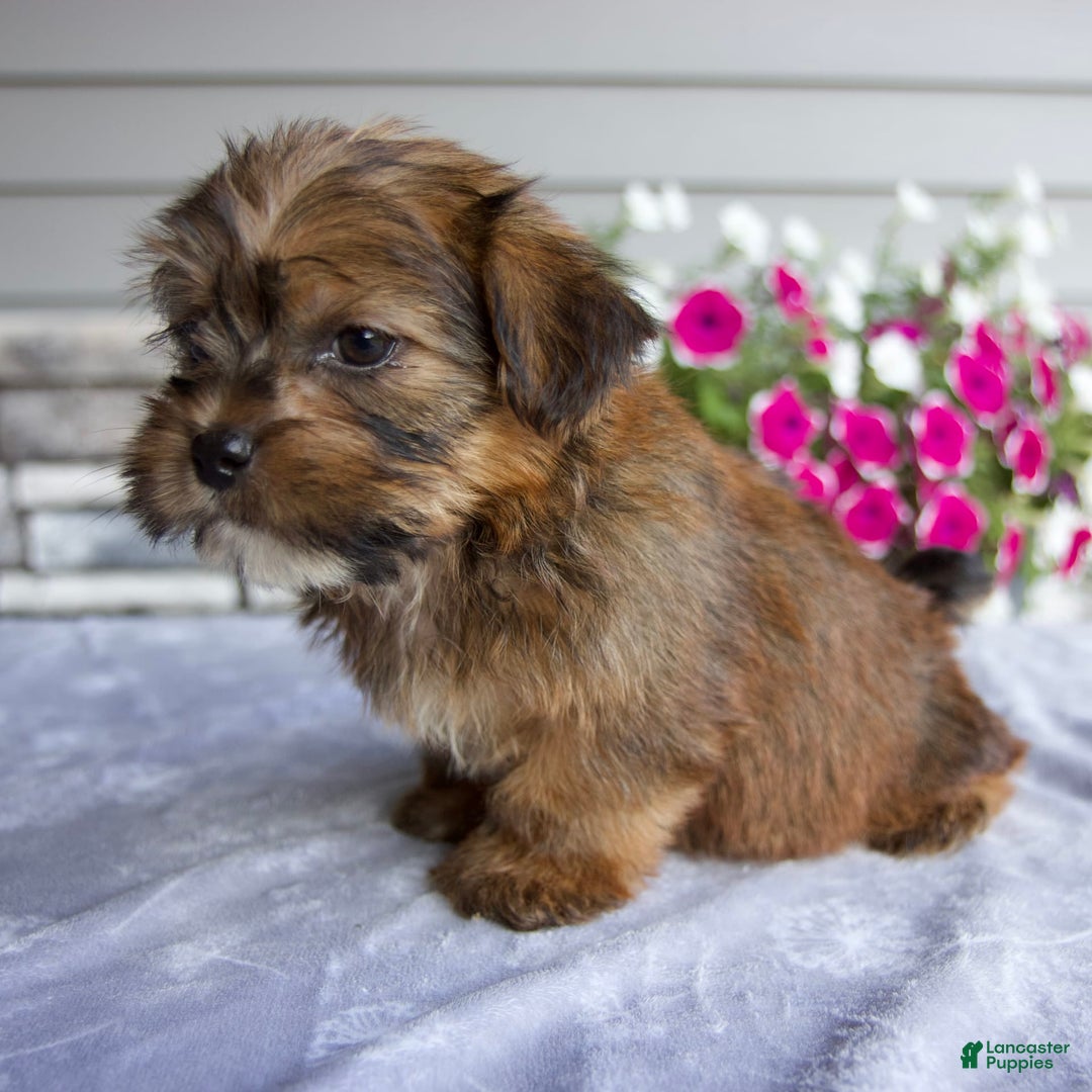 Shorkie dogs for sale: Echo - Image 2