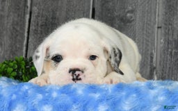 Beabull dogs for sale: Irving - Image 8