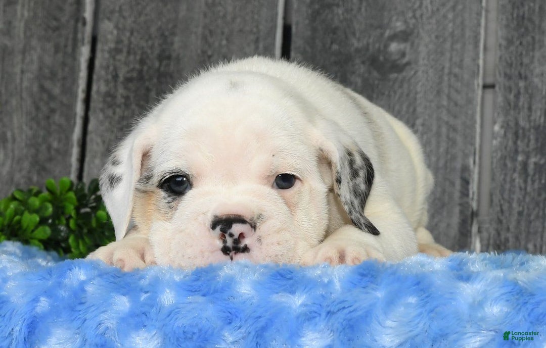 Beabull dogs for sale: Irving - Image 8
