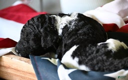 Standard Poodle dogs for sale: Crown - Image 1