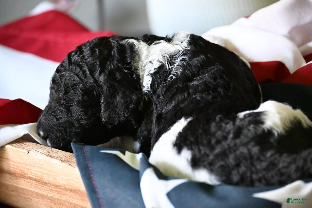 Standard Poodle dogs for sale: Crown - Image 1