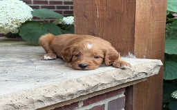 Goldendoodle dogs for sale: Ranger - Image 6