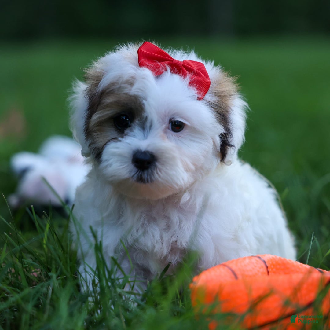 Shihpoo dogs for sale: Sage - Image 5