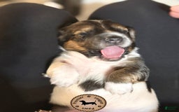 Miniature Dachshund dogs for sale: Rocky - Image 5