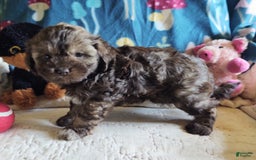 Maltipoo dogs for sale: Chocolate Sissy - Image 8
