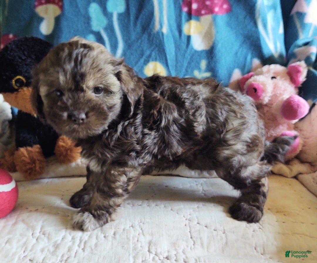 Maltipoo dogs for sale: Chocolate Sissy - Image 8