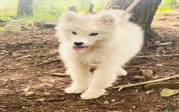 Samoyed dogs for sale: Siofra - Image 3