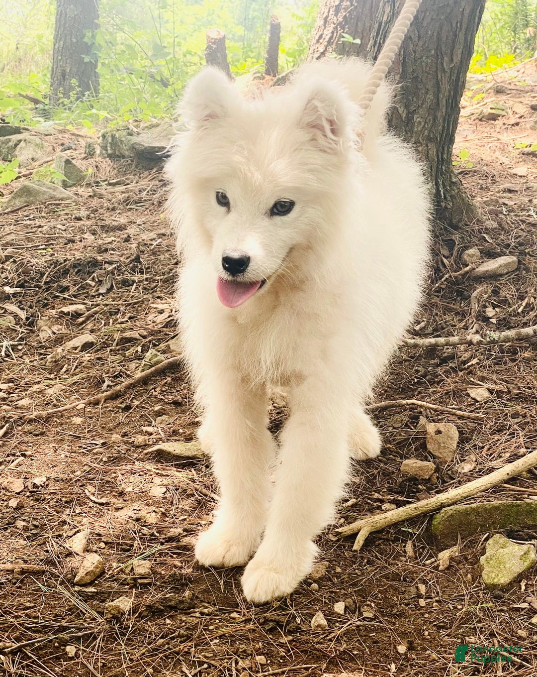 Samoyed dogs for sale: Siofra - Image 3