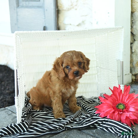 Cavapoo dogs for sale - Ad 2