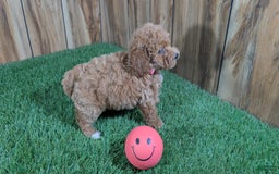 Miniature Poodle dogs for sale: Little Honey Girl 3 - Image 2