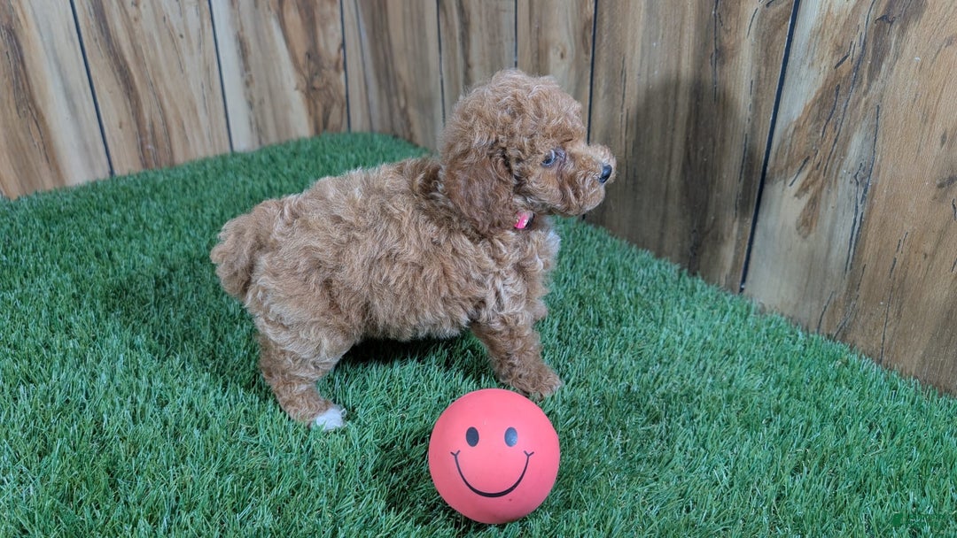 Miniature Poodle dogs for sale: Little Honey Girl 3 - Image 2