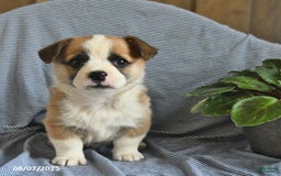 Welsh Corgi Pembroke dogs for sale: Crawford - Image 3