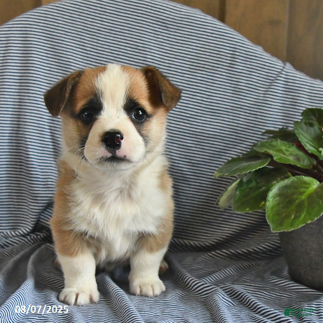 Welsh Corgi Pembroke dogs for sale: Crawford - Image 3