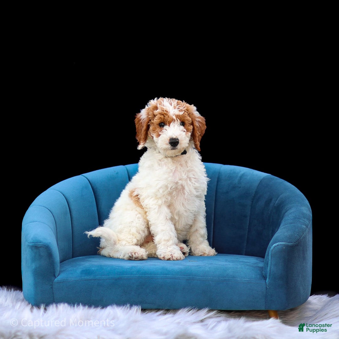 Standard Poodle dogs for sale: Rogan - Image 11