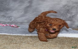 Mini Goldendoodle dogs for sale: Cami - Image 31