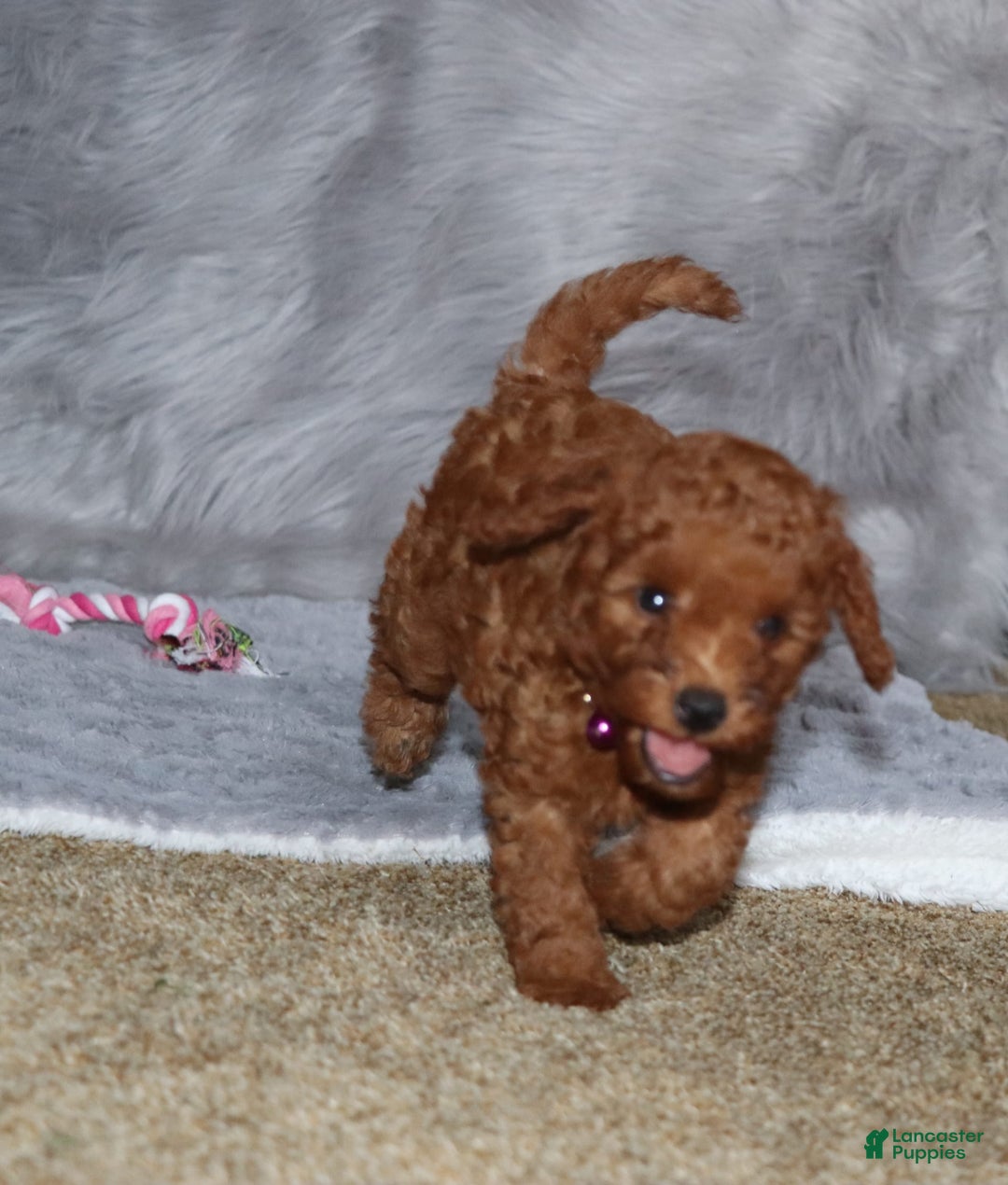 Mini Goldendoodle dogs for sale: Cami - Image 31