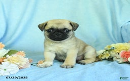 Pug dogs for sale: Betsy - Image 2