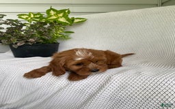 Cavapoo dogs for sale: Maverick - Image 13