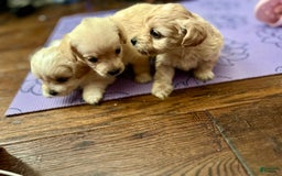 Maltipoo dogs for sale: Tommy - Image 5