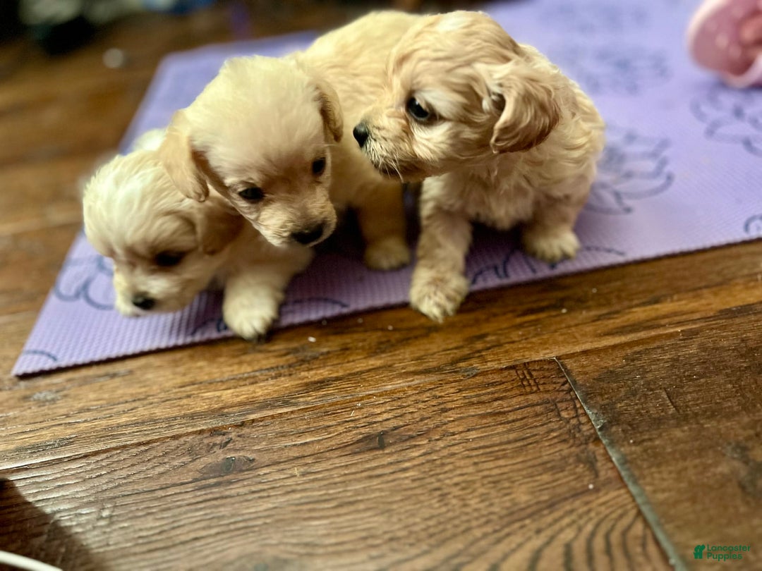 Maltipoo dogs for sale: Tommy - Image 5