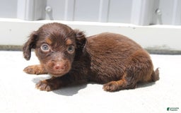 Dachshund dogs for sale: Austin Mini - Image 19