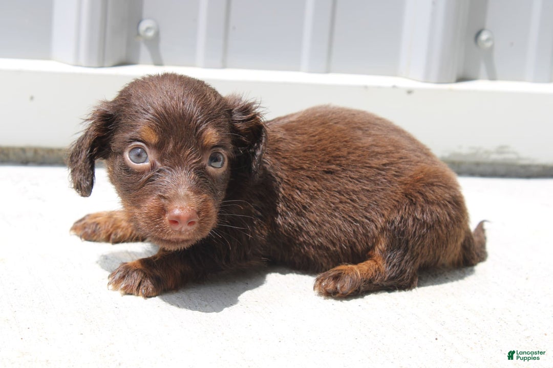 Dachshund dogs for sale: Austin Mini - Image 19