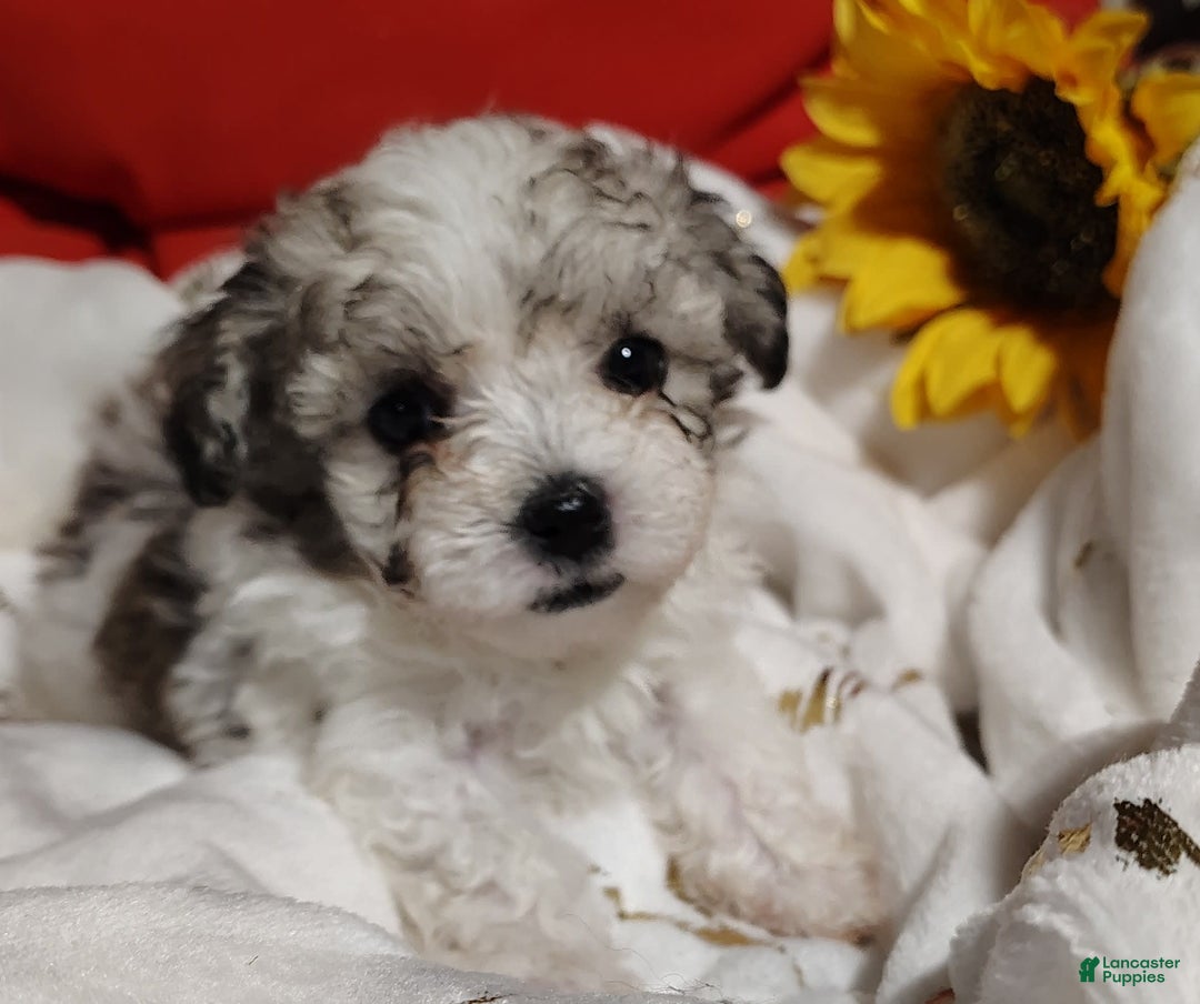 Maltipoo dogs for sale: Sweet Pea - Image 8