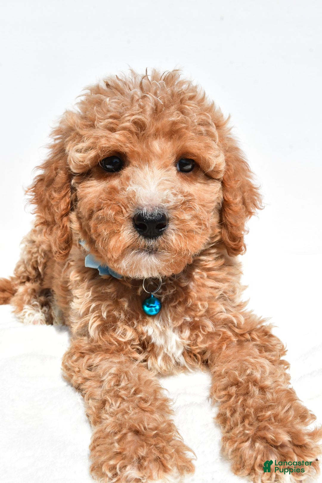 Mini Goldendoodle dogs for sale: Tabbi - Image 6