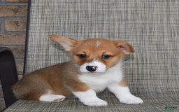 Welsh Corgi Pembroke dogs for sale: Connor - Image 3