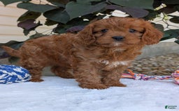 Cavapoo dogs for sale: Darla - Image 1