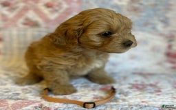 Maltipoo dogs for sale: Nora - Image 2