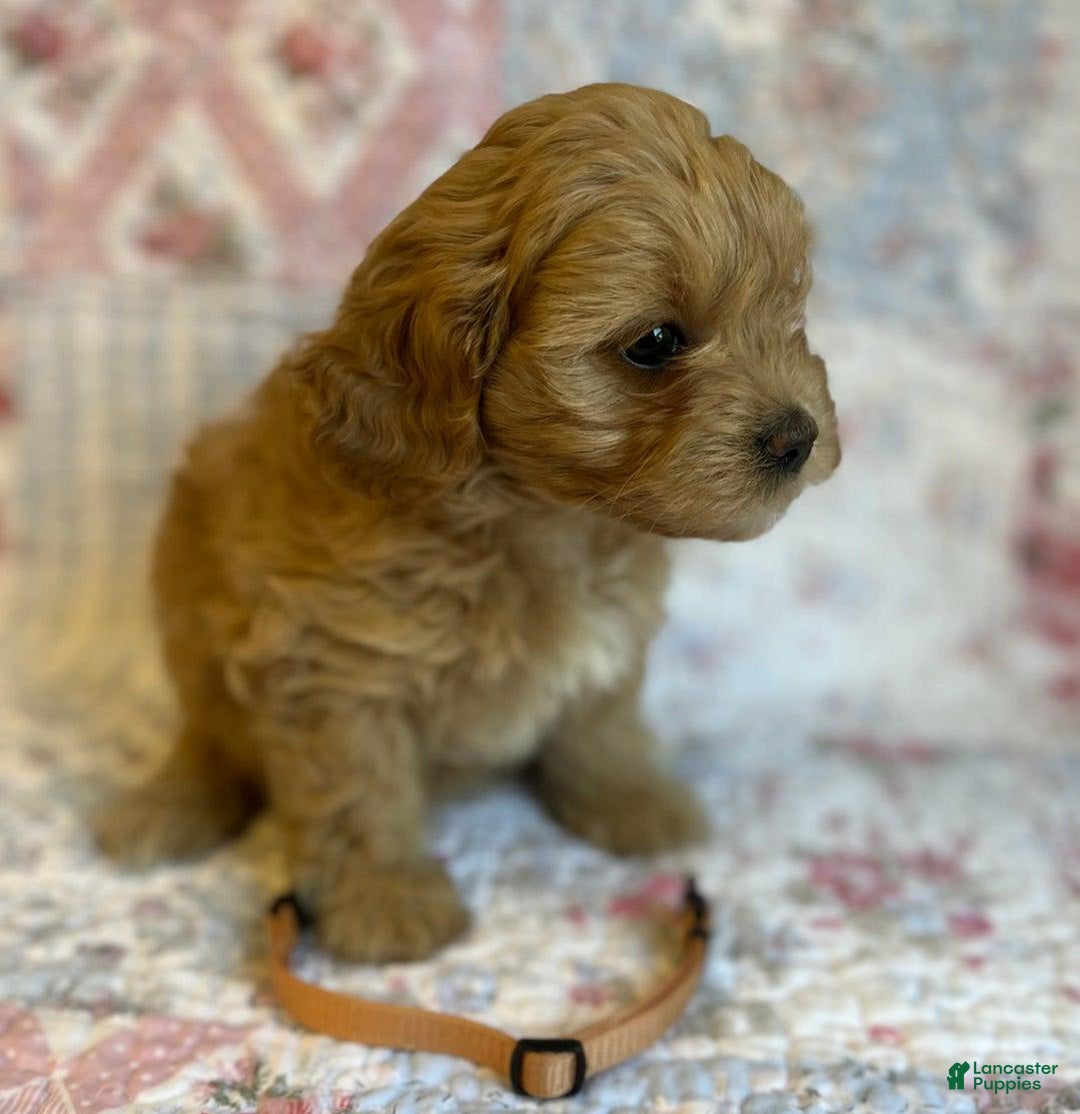 Maltipoo dogs for sale: Nora - Image 2
