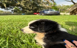 Australian Shepherd dogs for sale: L-brown - Image 6