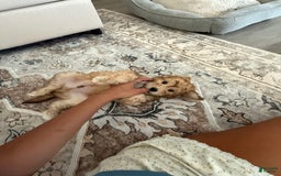 Mini Aussiedoodle dogs for sale: Louie - Image 8