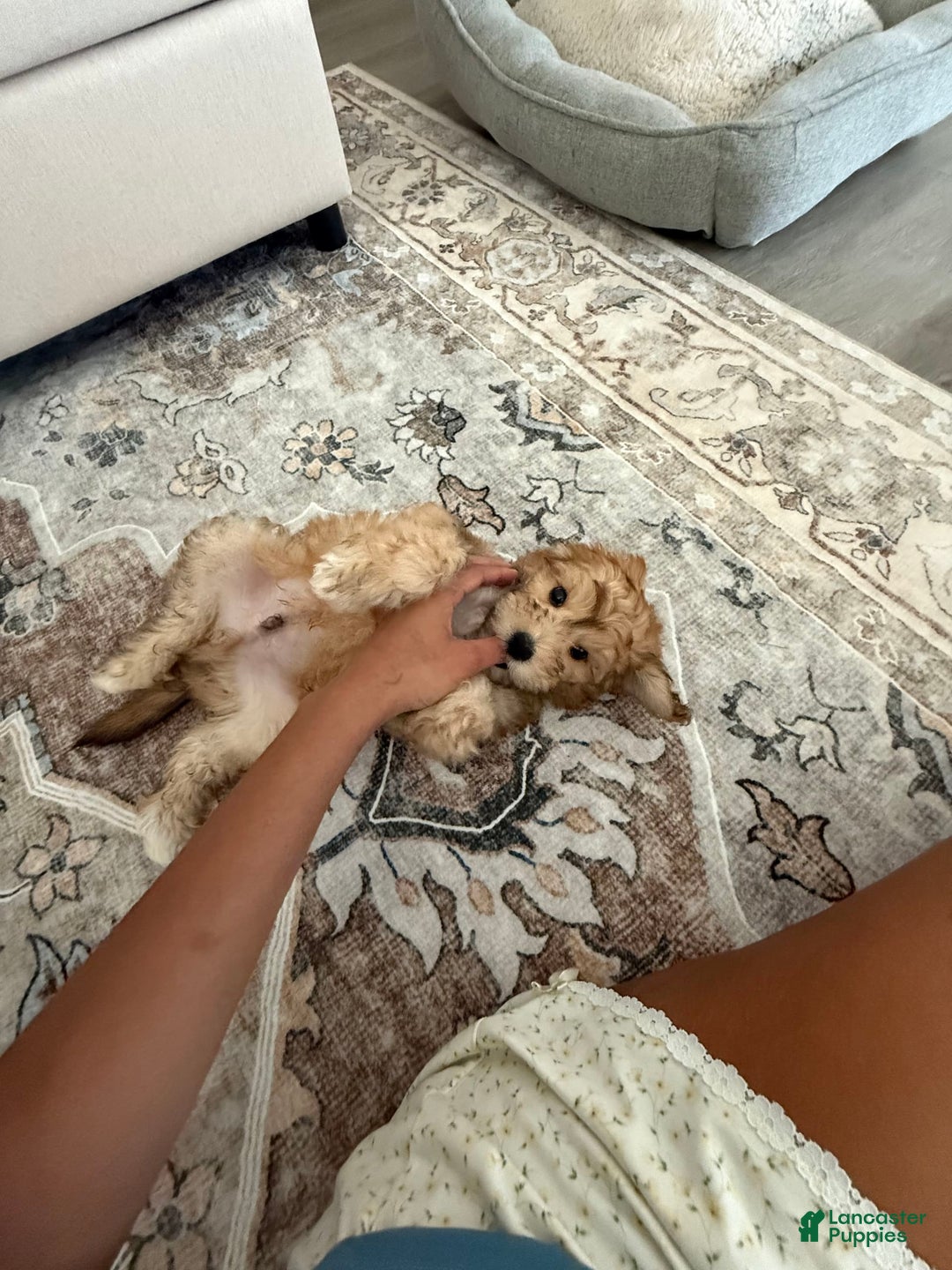 Mini Aussiedoodle dogs for sale: Louie - Image 8