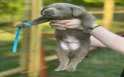 Labrador Retriever dogs for sale: Shark - Image 4