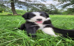 Border Collie dogs for sale: Bingo - Image 6